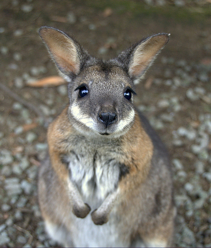 可愛い動物の画像が貼られるスレ-025_2