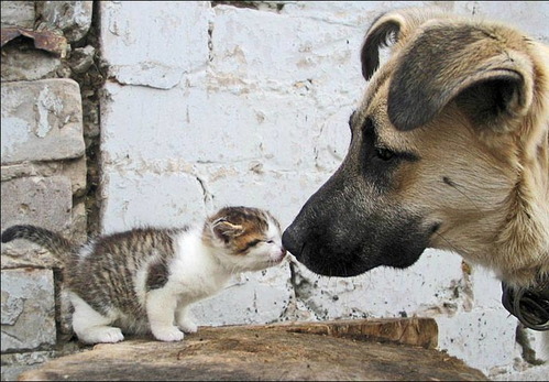 いぬ×ねこ画像ください!-044_1