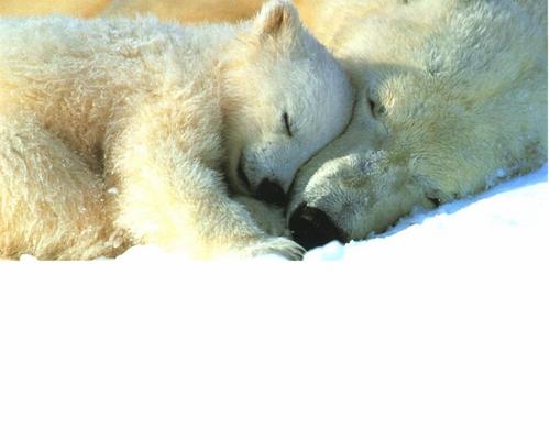 可愛い動物の画像が貼られるスレ-039_2