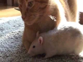 可愛すぎて萌え死ぬってぐらい可愛い画像-128
