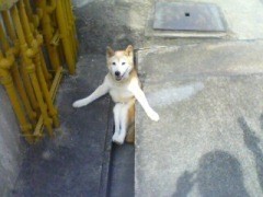 笑える画像貼ろうぜwwwwww-023