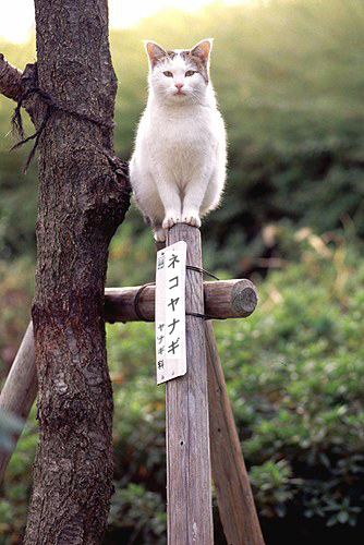 可愛い動物の画像が貼られるスレ-058_3