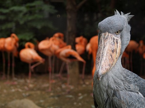 ハヤブサとフクロウの画像ください><-019