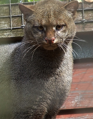 可愛い動物の画像が貼られるスレ-037_3