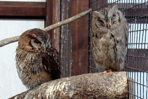 ハヤブサとフクロウの画像ください><-052_6
