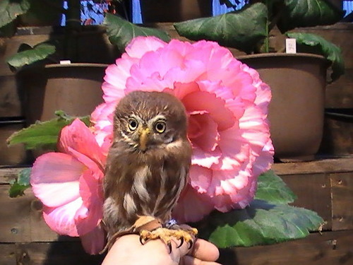 ハヤブサとフクロウの画像ください><-038
