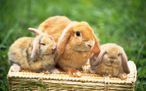 可愛い動物の画像が貼られるスレ-064_1