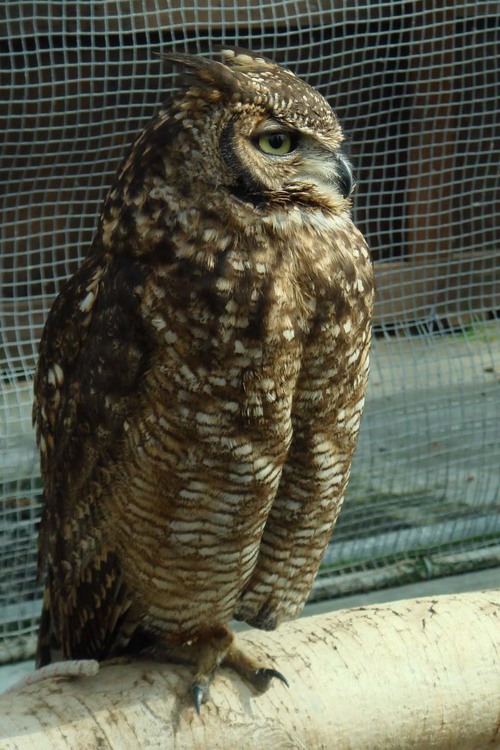 ハヤブサとフクロウの画像ください><-024_3
