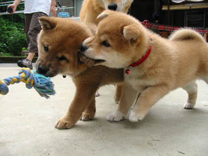 柴犬、秋田犬画像スレ-095_2