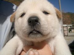 柴犬、秋田犬画像スレ-033