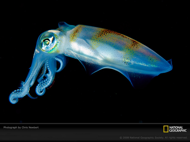 海に住む奇妙な生き物の画像-031_2