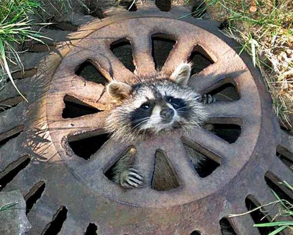 ODD-Baby-Raccoon-Resc