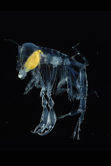 海に住む奇妙な生き物の画像-027_2