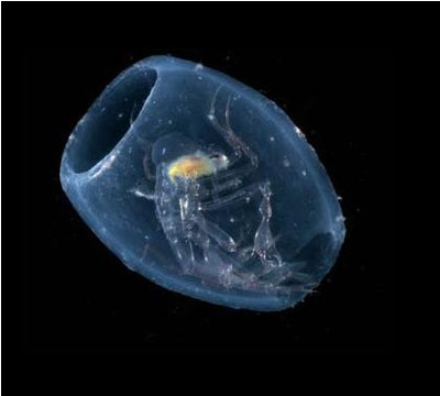 お前らが怖いと思った生物-478