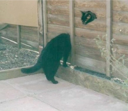 動物の笑える萌え画像-032_2