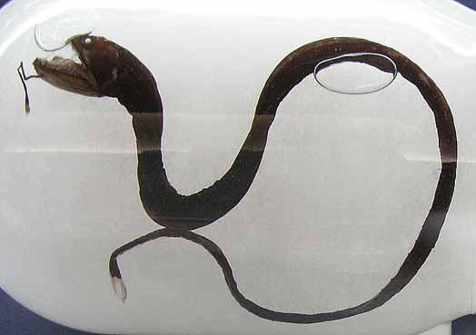 海に住む奇妙な生き物の画像-005_3