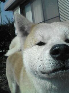 柴犬、秋田犬画像スレ-119