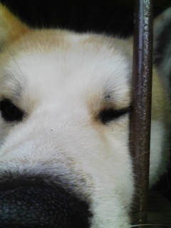 柴犬、秋田犬画像スレ-099