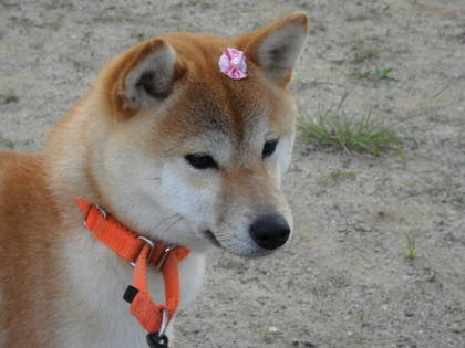 柴犬、秋田犬画像スレ-186