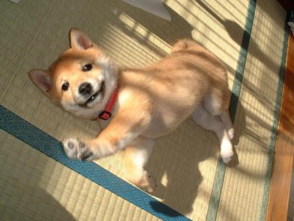 柴犬、秋田犬画像スレ-028