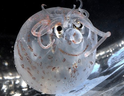 海に住む奇妙な生き物の画像-041_1