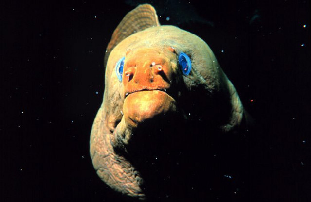 海に住む奇妙な生き物の画像-054_2
