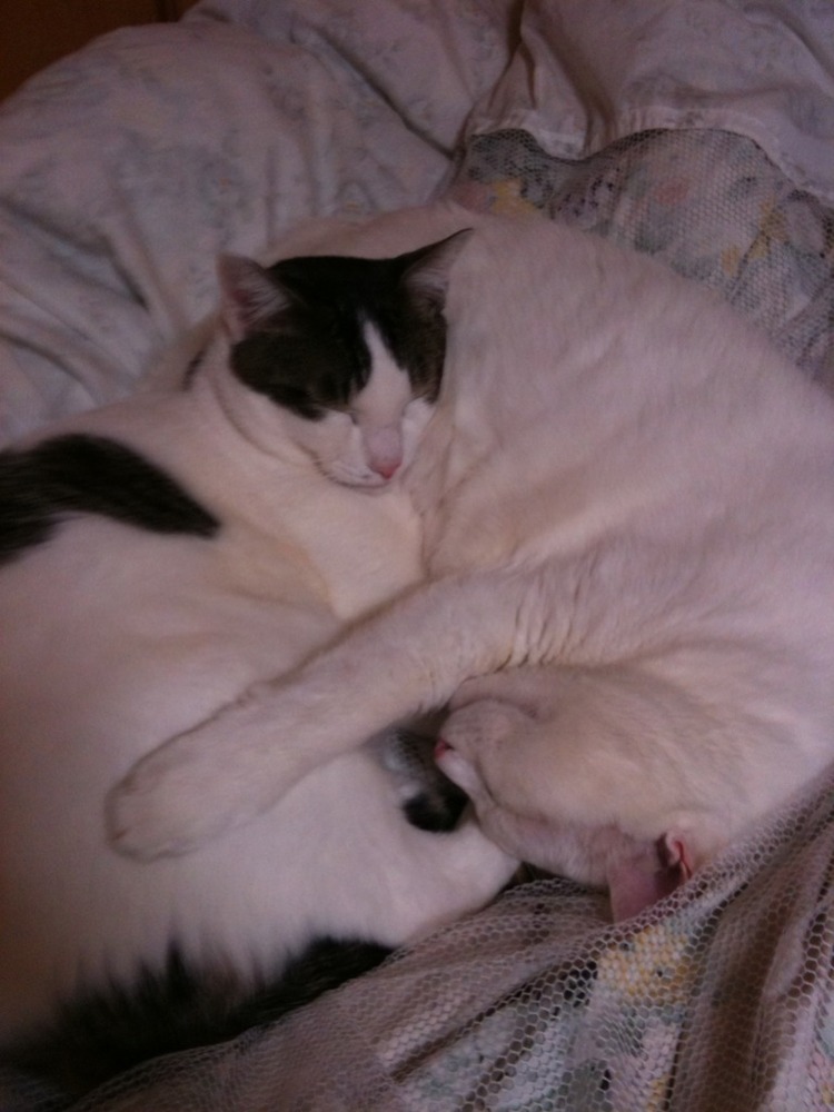 猫飼いたくなるね-023