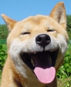 柴犬、秋田犬画像スレ-111_4