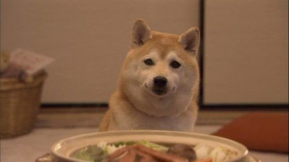 柴犬、秋田犬画像スレ-077