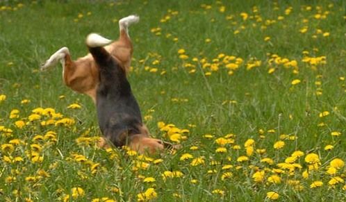 犬貼るお-030_2