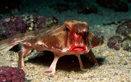 海に住む奇妙な生き物の画像-052_2