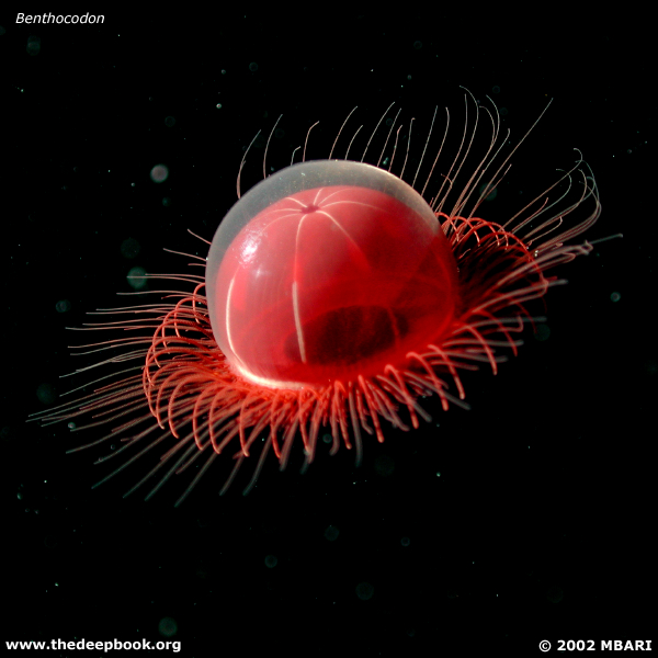 海に住む奇妙な生き物の画像-033_1