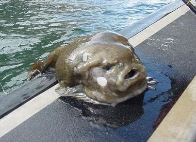 海に住む奇妙な生き物の画像-044_5