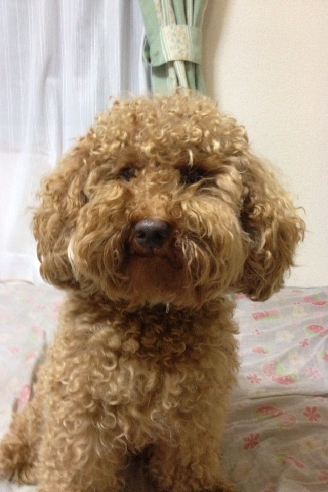家の犬ブサイクすぎて笑える ブログ太郎