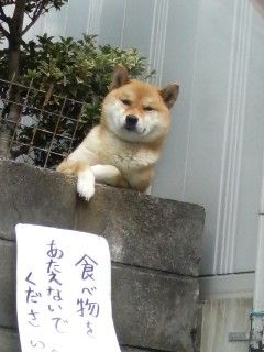 犬貼るお-073