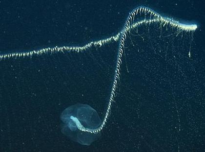 世界で一番の生き物-031