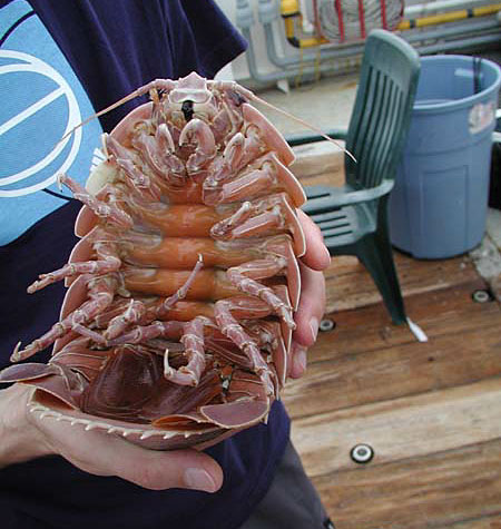 海に住む奇妙な生き物の画像-053_5