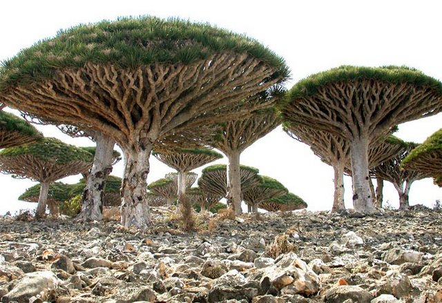 お前らが怖いと思った生物-152_1