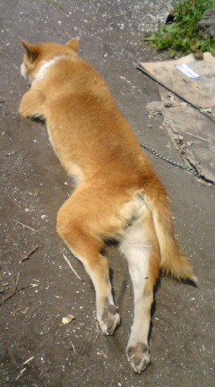 柴犬、秋田犬画像スレ-009