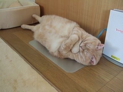 猫って自分が可愛い事自覚してるよな ブログ太郎