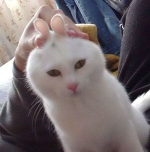 猫飼いたくなるね-046