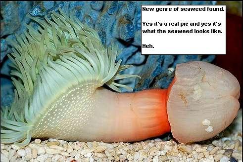 海に住む奇妙な生き物の画像-062