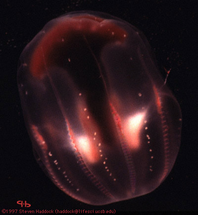 海に住む奇妙な生き物の画像-044_2