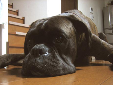 犬貼るお-145