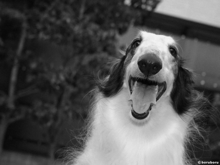 犬貼るお-227