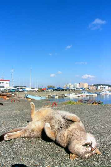 夏を感じる-054