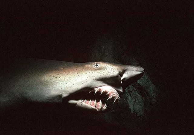 海に住む奇妙な生き物の画像-025