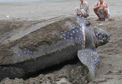 世界で一番の生き物-077