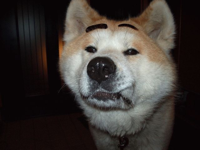 犬貼るお-094