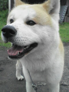 柴犬、秋田犬画像スレ-123